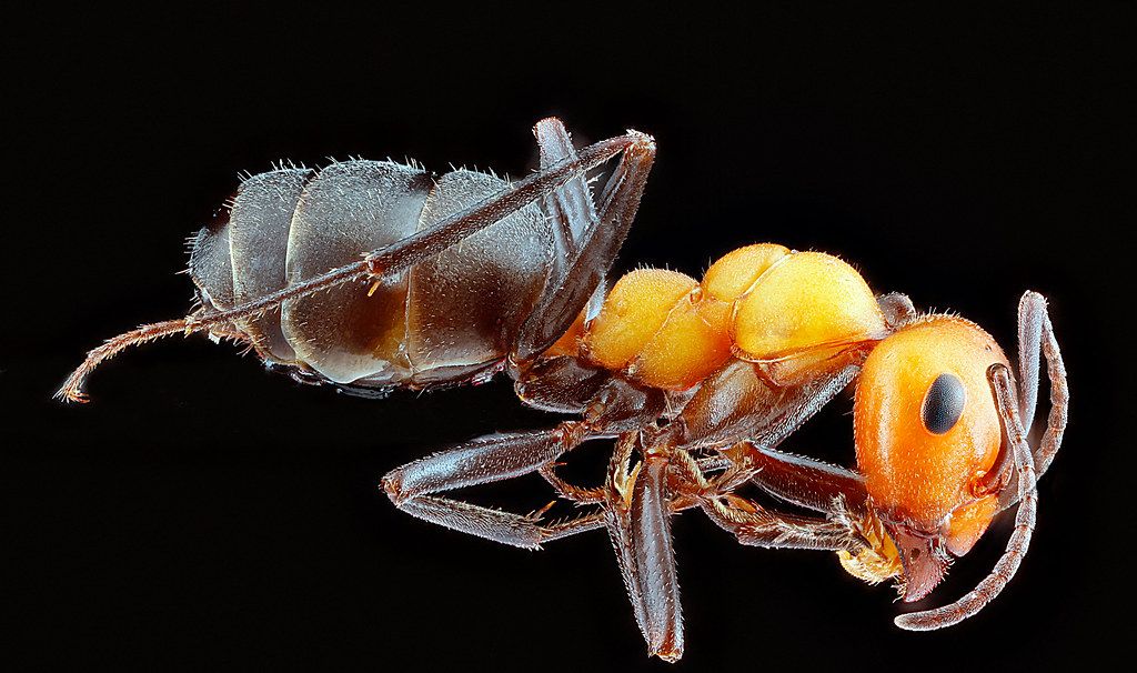 Ant Control service in Elizabethtown, KY