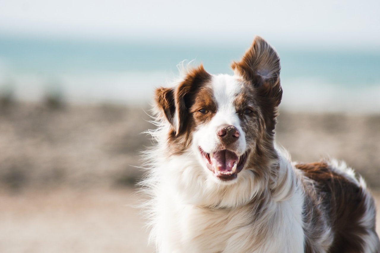 Flea & Tick Control service in Elizabethtown, KY