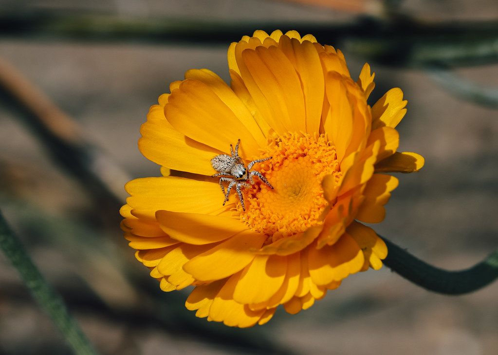 Spider Control service in Elizabethtown, KY